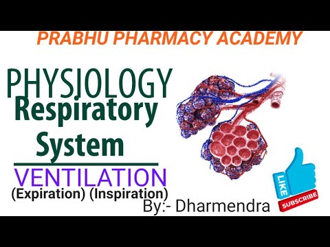Gas Exchange in Respiration | Respiratory System 🫁