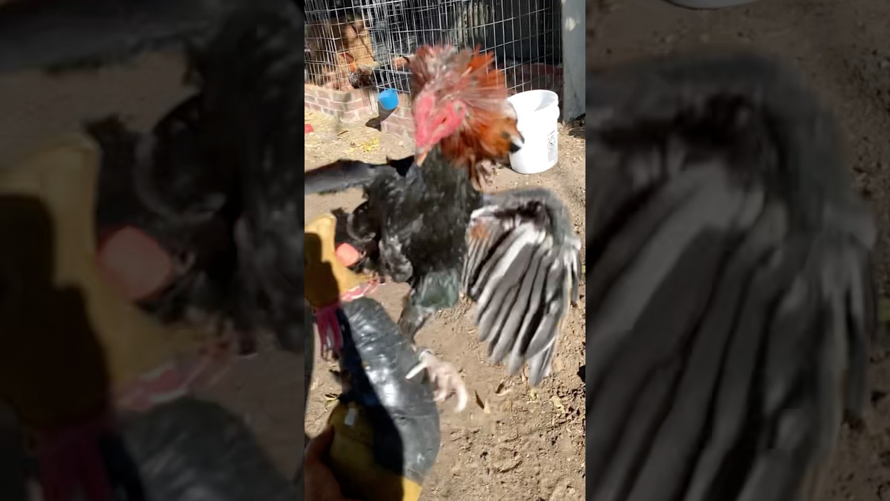 Pure Claret Gallo Rooster from Mexico 🐓