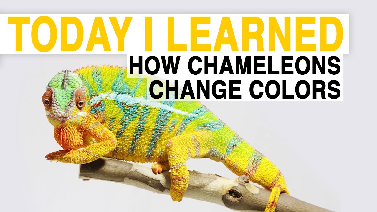 TIL: How Chameleons Truly Change Color 🦎