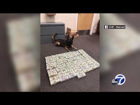 CHP K-9 finds half a million in cash after traffic stop