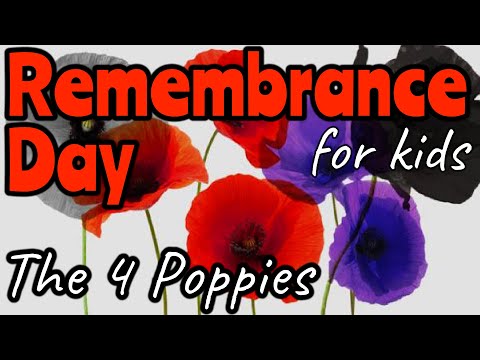 WHY ARE THERE DIFFERENT COLOUR POPPIES FOR REMEMBRANCE DAY? | Miss Ellis #remembranceday