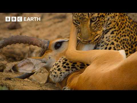 The Most Dramatic Moments from the Natural World | BBC Earth