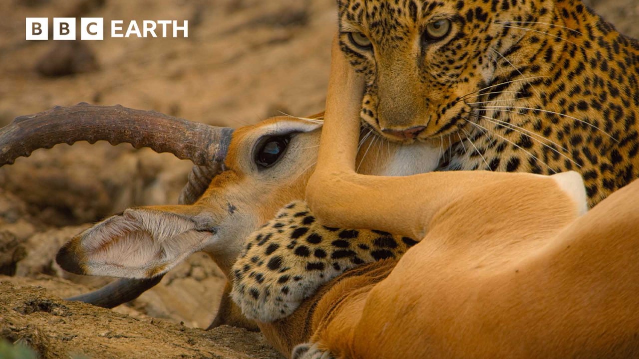 Unbelievable Wild Encounters: Nature's Most Dramatic Moments π¦