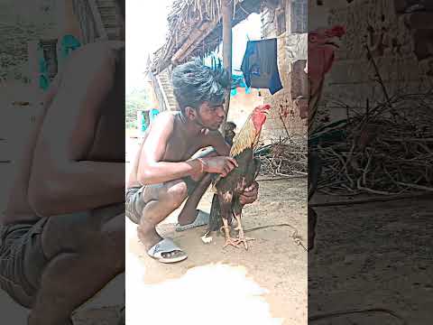 Aadukalam Movie Thanush Mass Doiloge 💥🐓...