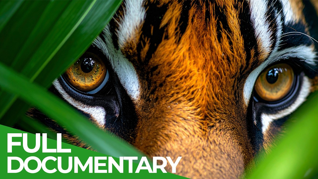 Wild Indonesia: Explore the Heart of the Most Biodiverse Islands 🌿 | Full Documentary Series