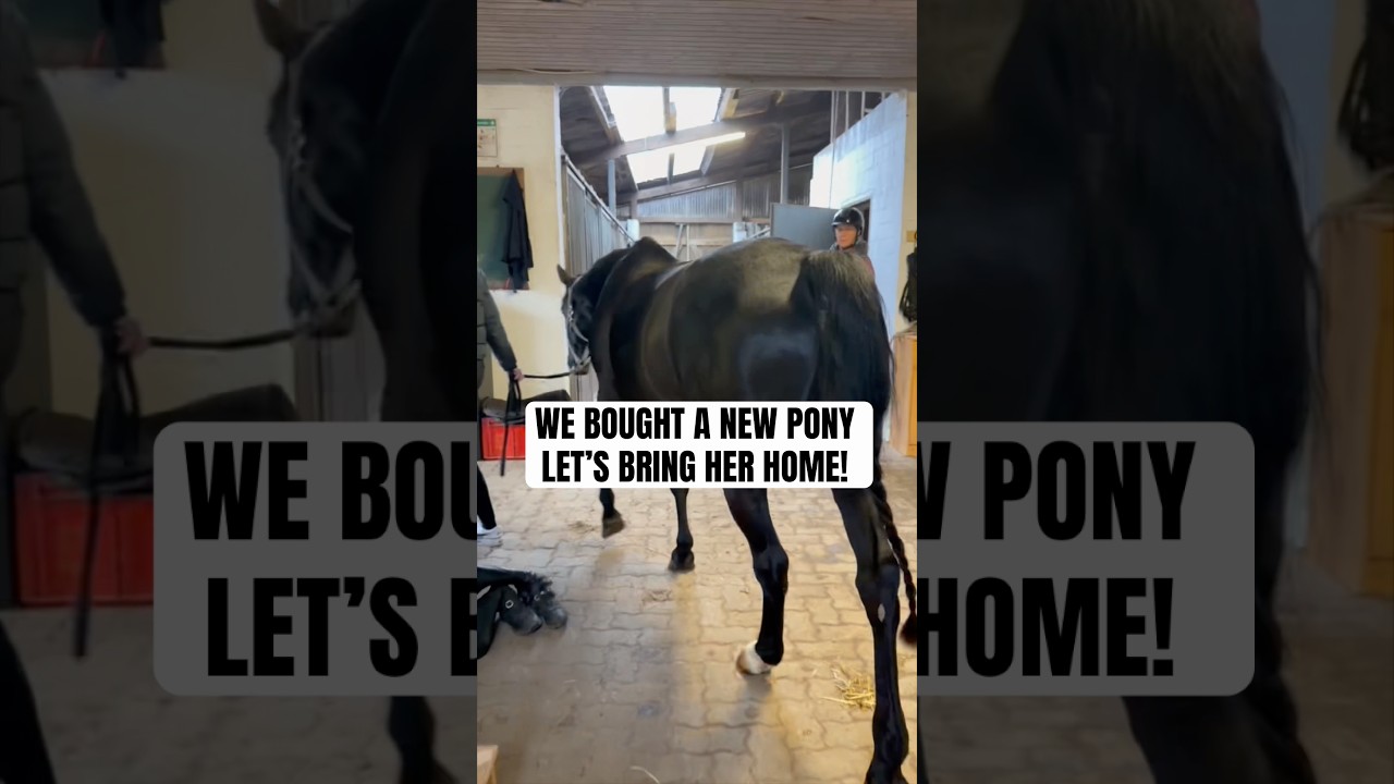 New Pony Arrival! π΄