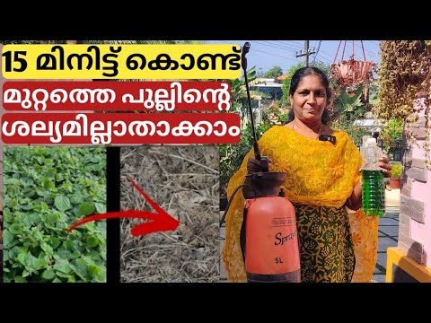 15 മിനിട്ട് കൊണ്ട് മുറ്റത്തെ പുല്ലിന്റെ ശല്യമില്ലാതാക്കാം | How to get rid of grass from garden