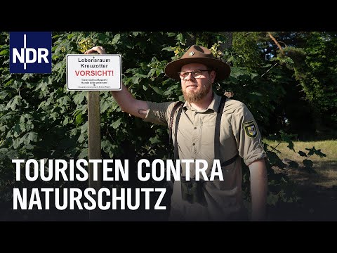 Wildes Rügen - zwischen Tourismus und bedrohten Arten | Die Nordreportage | NDR Doku