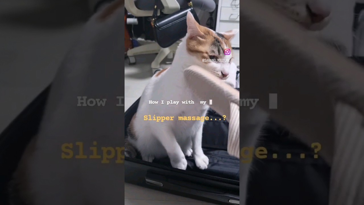 말안듣는 고양이, 슬리퍼로 혼내기 🐱