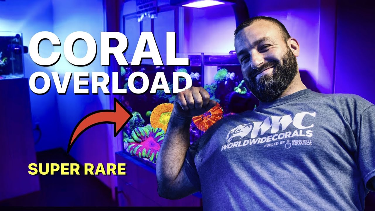 Stunning 20-Gallon Reef Tank! 🐠 Beginner-Friendly & Easy to Maintain