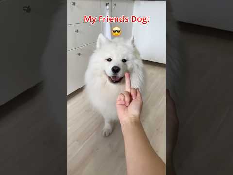 My Dog Vs. My Friends Dog 🤣🦮