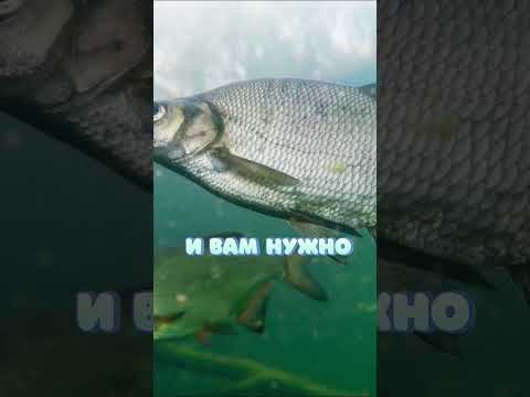 Ошибки при ловле леща. Советы по рыбалке. #рыбалка #фидер