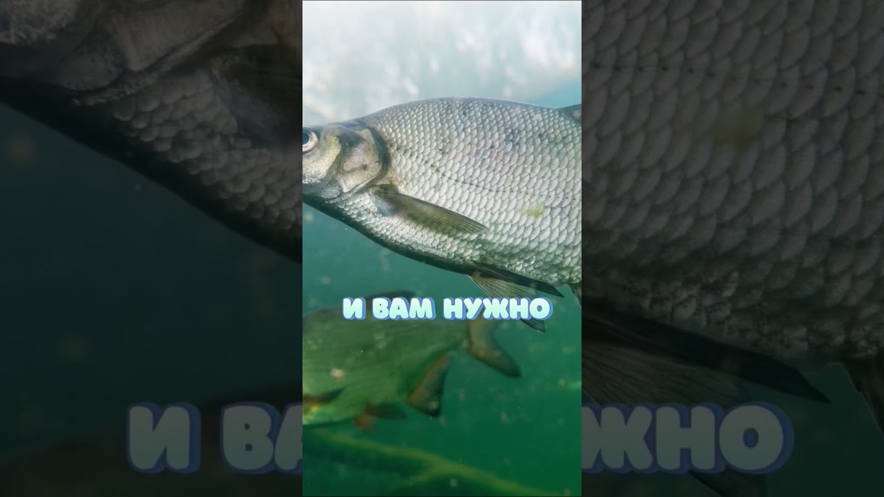 Ошибки при ловле леща: как избежать и увеличить улов 🎣
