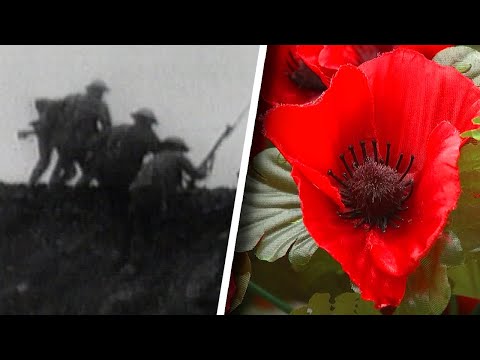 What Is Remembrance Day and Why Is the Poppy its Symbol?