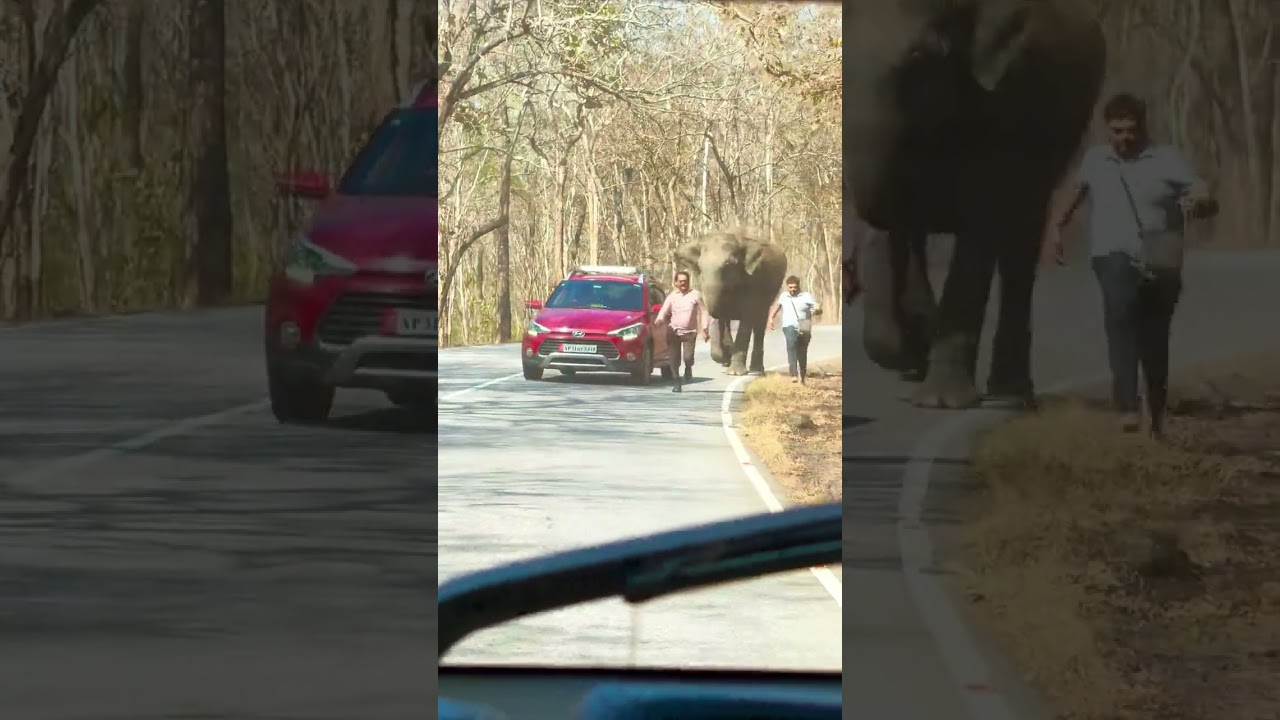 Tourists Escape Charging Elephant on National Highway 766 in Bandipur National Park
