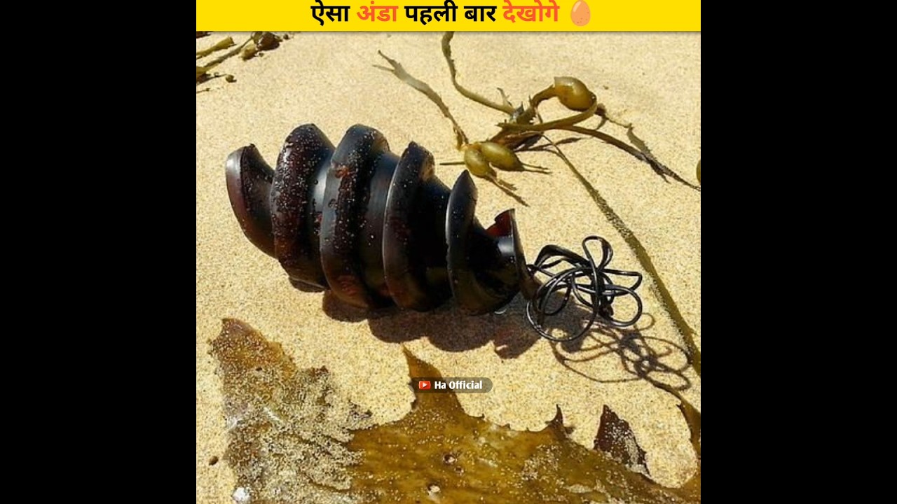 World's Most Unique Eggs 🥚 #shorts