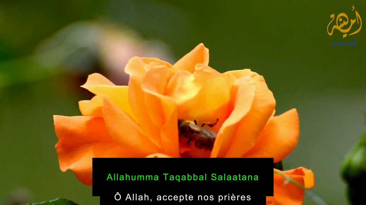 Dou'a Laylatul Qadr (Qunut) - Traduction & Translit 🌙