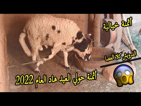 ثمن خروف العيد 2022 المغرب / أثمنة حولي العيد 2022 #عيد الاضحى