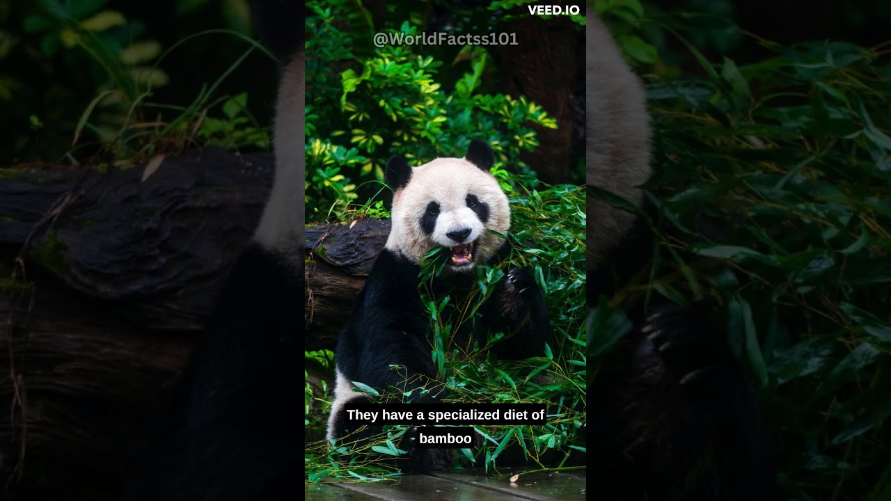 Giant Pandas: Nature's Unique Bears 🐼