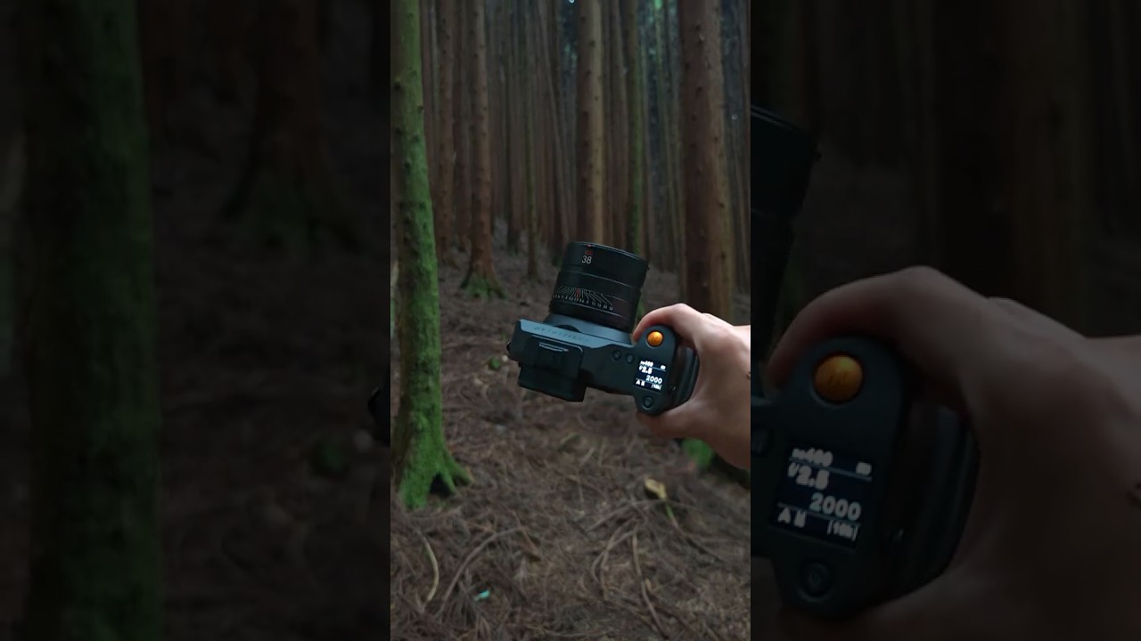 HDR Forest Scene with Hasselblad X2D II 100C π²