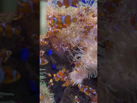 Clown fish changes gender according to size #marinecreatures