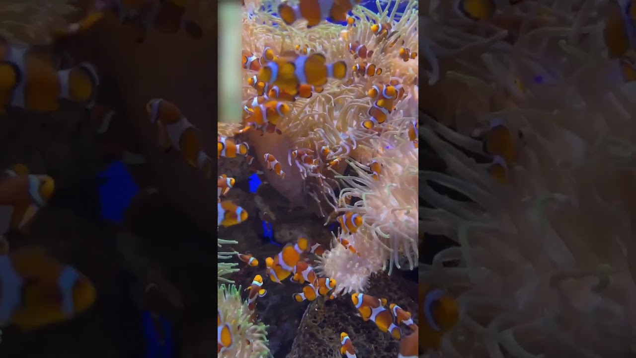 Clown Fish Gender Switch: How Size Determines Their Role π