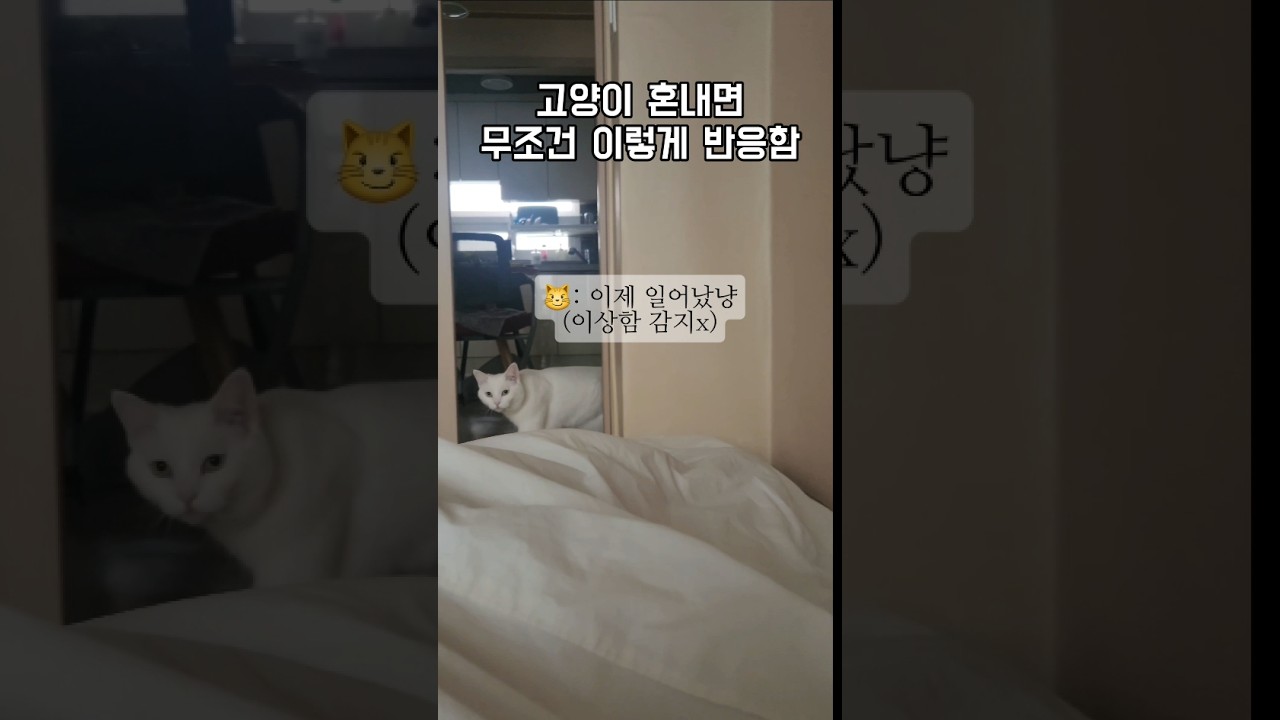 고양이 혼내면 90%가 이렇게 반응 😹