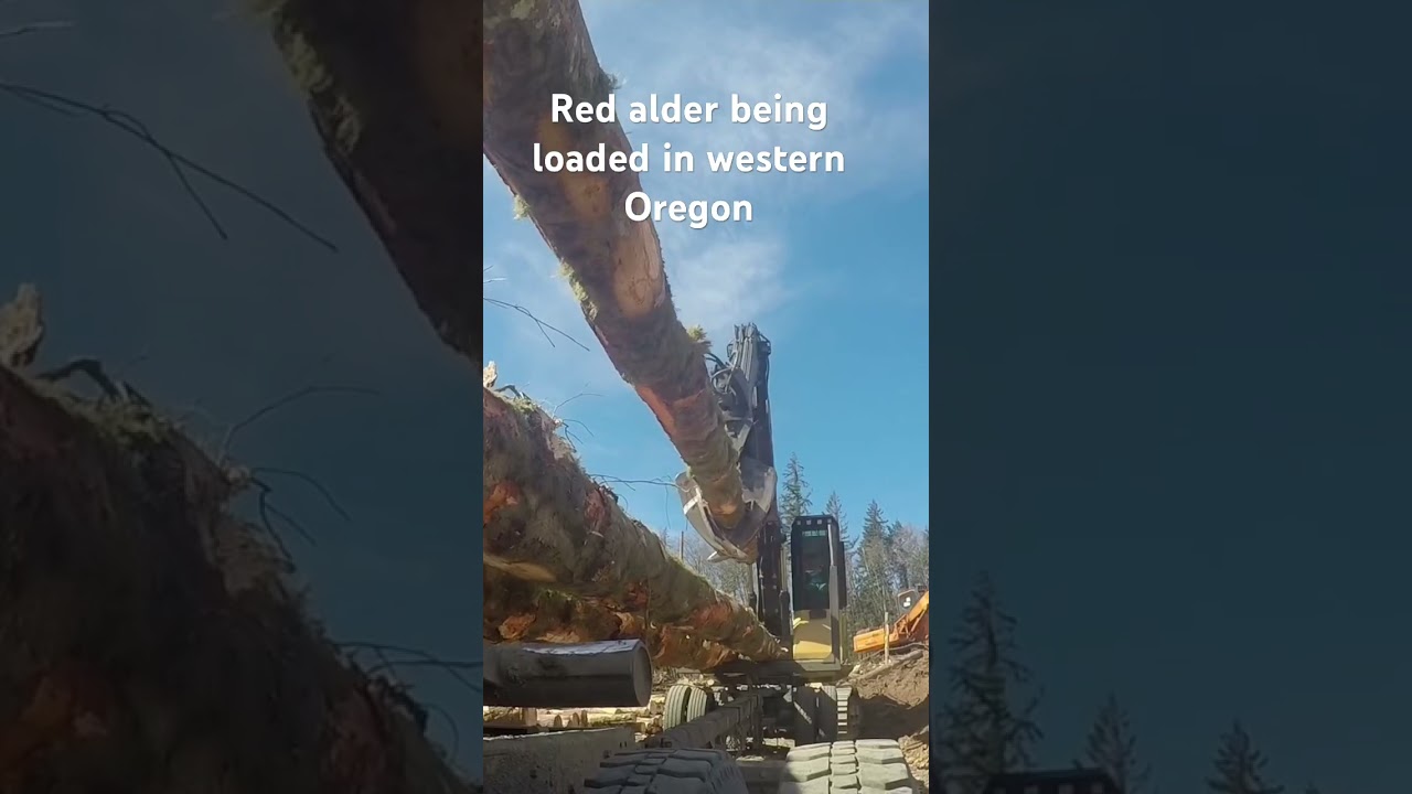 Loading Red Alder for Sustainable Forests 🌲