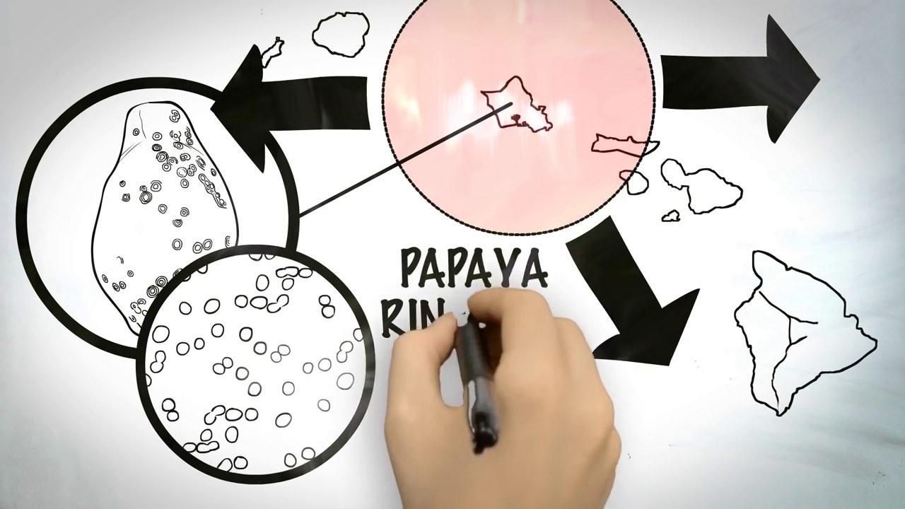 How GMOs Are Made: Hawaiian Papaya Case Study