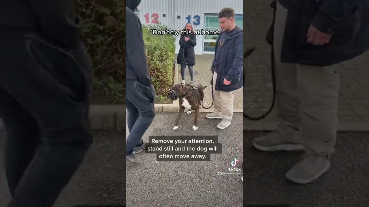 Fear Aggression: Why You Should Never Try This at Home 🚫