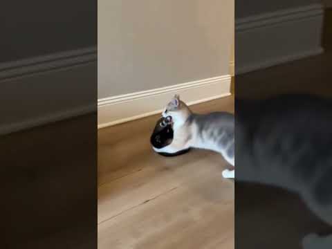 Mama Cat vs Weasel at the Cat House