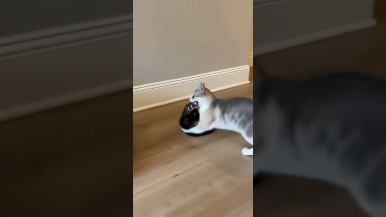 Mama Cat Fights Off Weasel to Protect Her Kittens 🐱