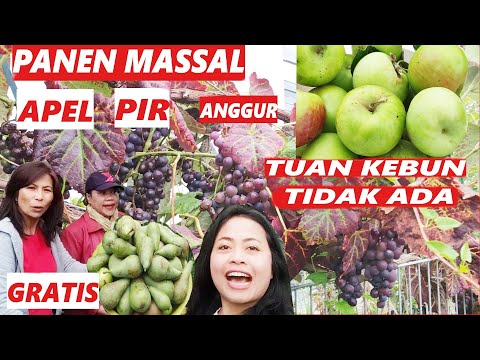 PANEN 3 MACAM BUAH SEKALIGUS MUMPUNG YG PUNYA TIDAK ADA.