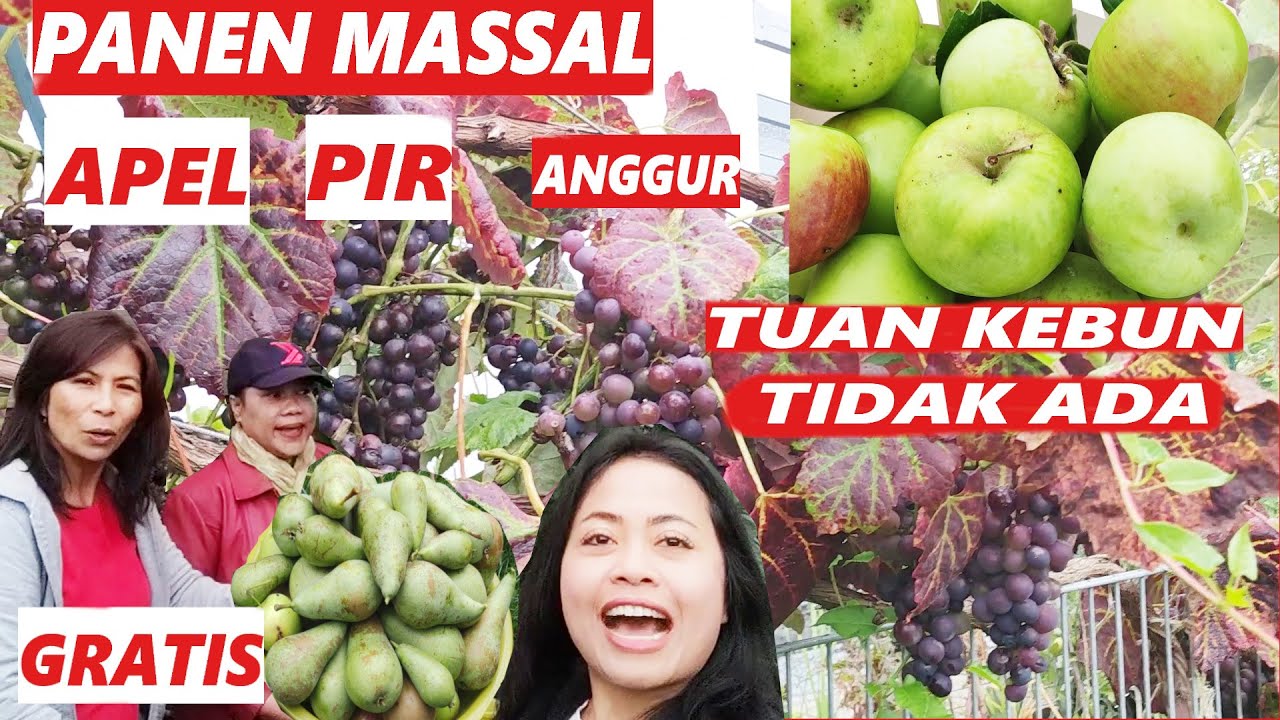 Panen 3 Jenis Buah Sekaligus, Momen Bahagia Bersama! 🍇🍍🍎