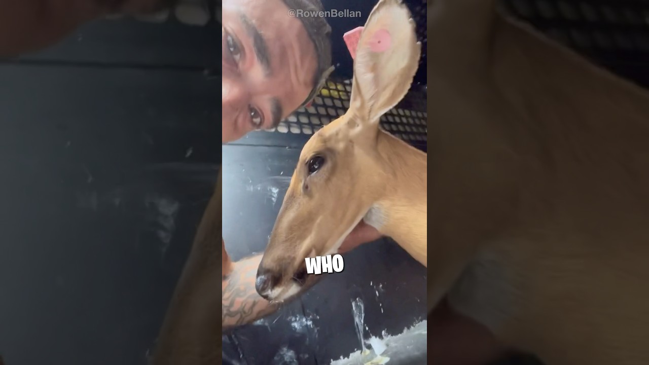 Hero Saves Deer from Hunter ❤️🩹