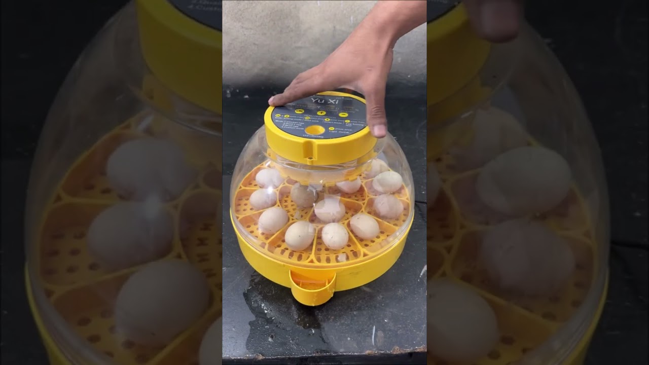 Automatic Mini Egg Incubator - 16 Eggs 🥚