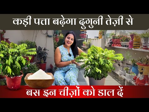 рдЕрдм рдХрдордЬреЛрд░ рд╕реЗ рдХрдордЬреЛрд░ рдХрдбрд╝реА рдкрддреНрддрд╛ рднреА.. ЁЯТп рдШрдирд╛ рд╣реЛрдЧрд╛ЁЯСН GuaranteedЁЯШГ #meethineem #kadipatta