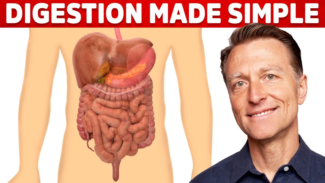 Digestive System Explained Simply 🍽️