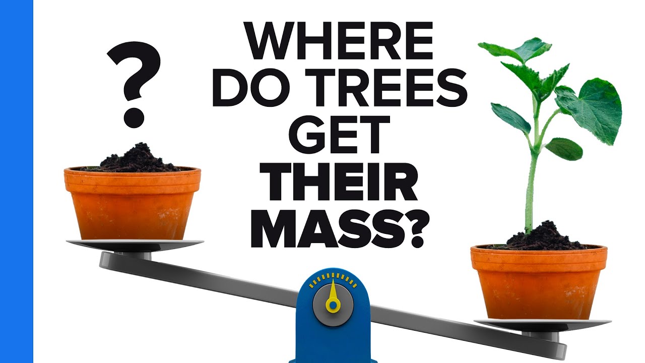 Where Do Trees Get Their Mass? 🌳