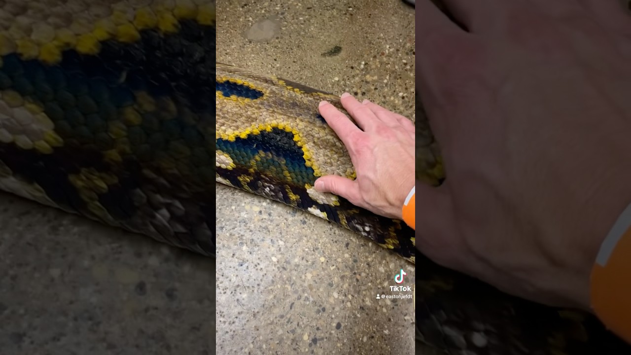 Stunning Juliet Tiger Python at Reptarium 🐍