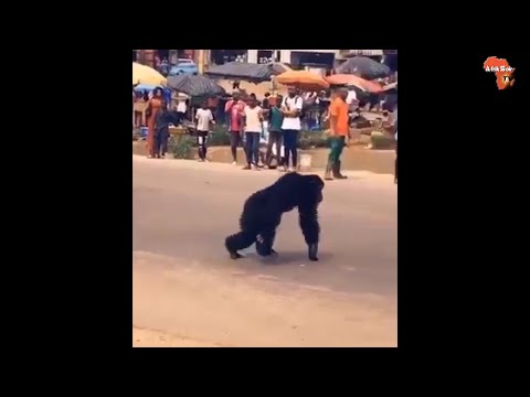 Un chimpanzé s'échappe du zoo d'Abidjan