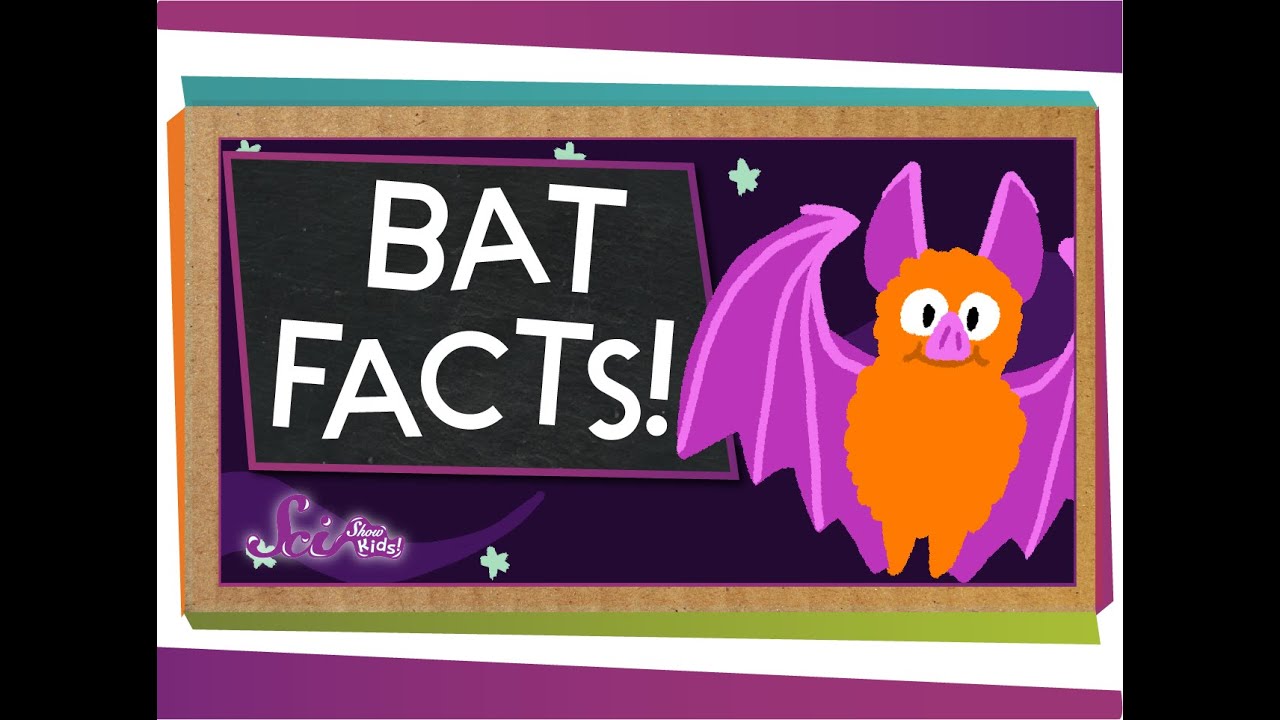 3 Fun Facts About Bats 🦇 | SciShow Kids