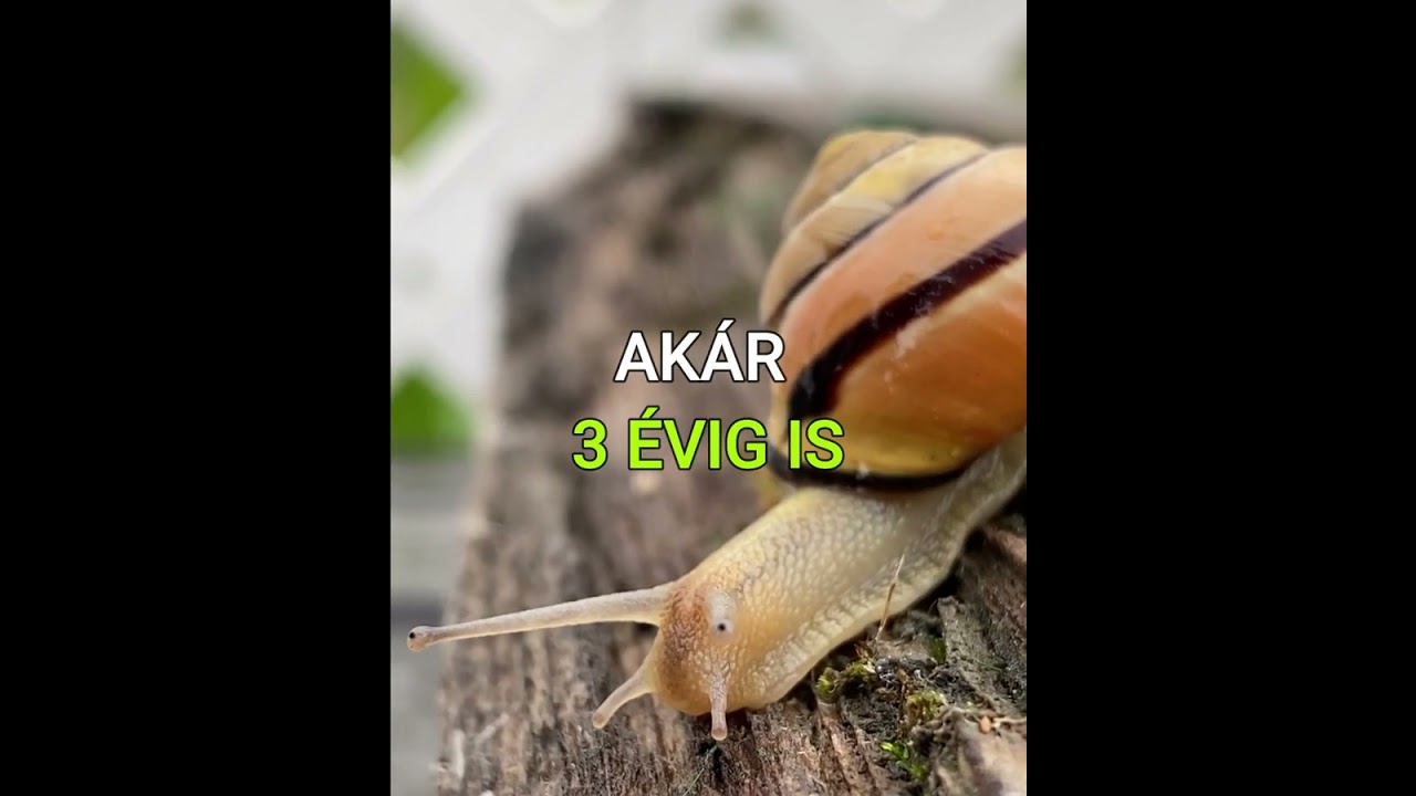 7 Érdekes Tények 🌟