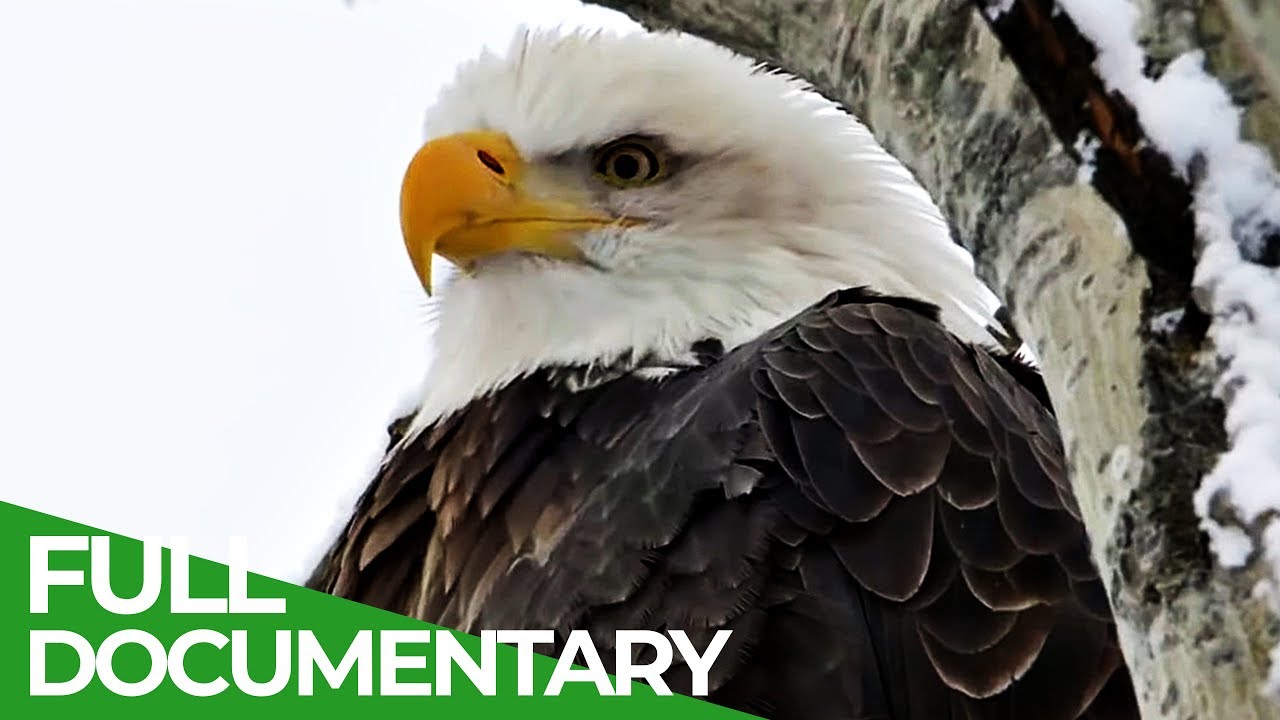 Eagles: Kings of the Sky 🦅 | Free Wildlife Doc