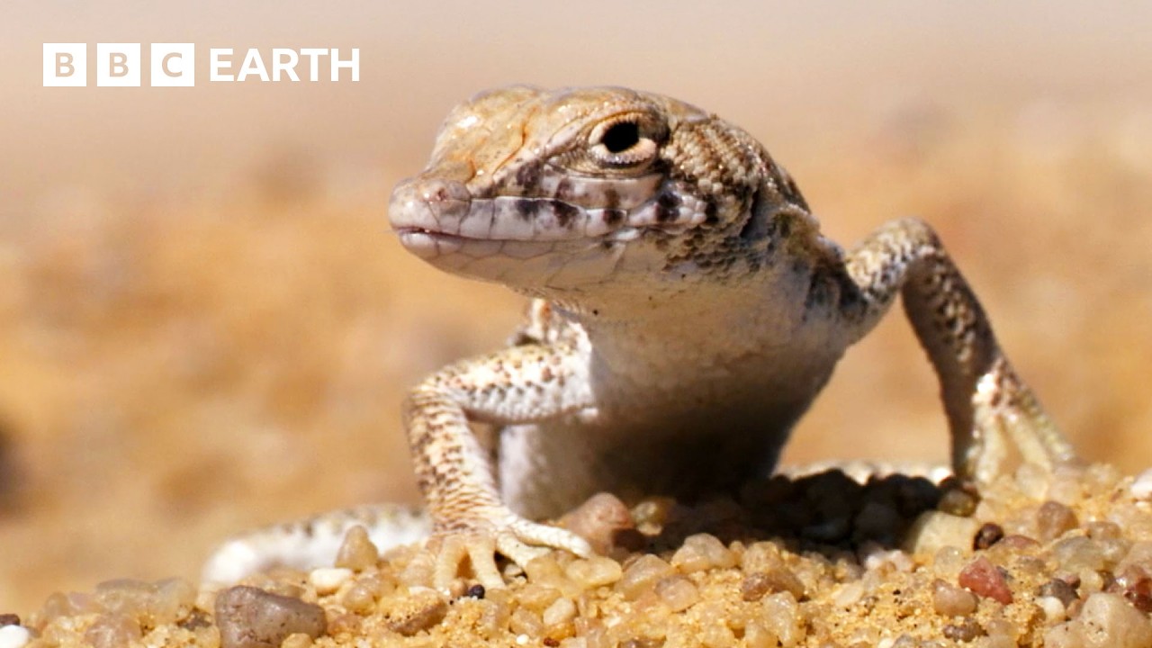 Desert Wildlife Adventure | BBC Earth 🌵