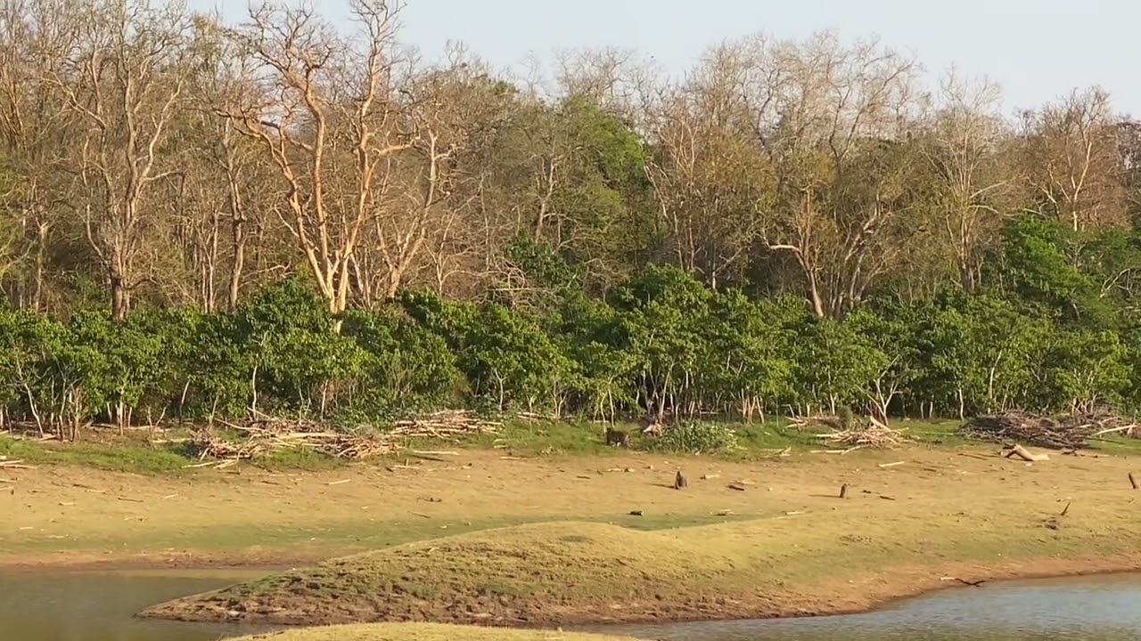Tiger on the Hunt at Nagarhole 🐅