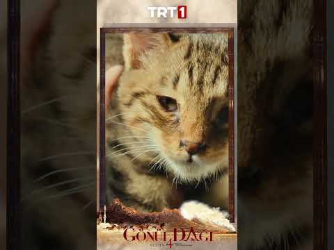 Fazıl demişler benim adıma... Hani Selma Öğretmenin kardeşi!  #gönüldağı