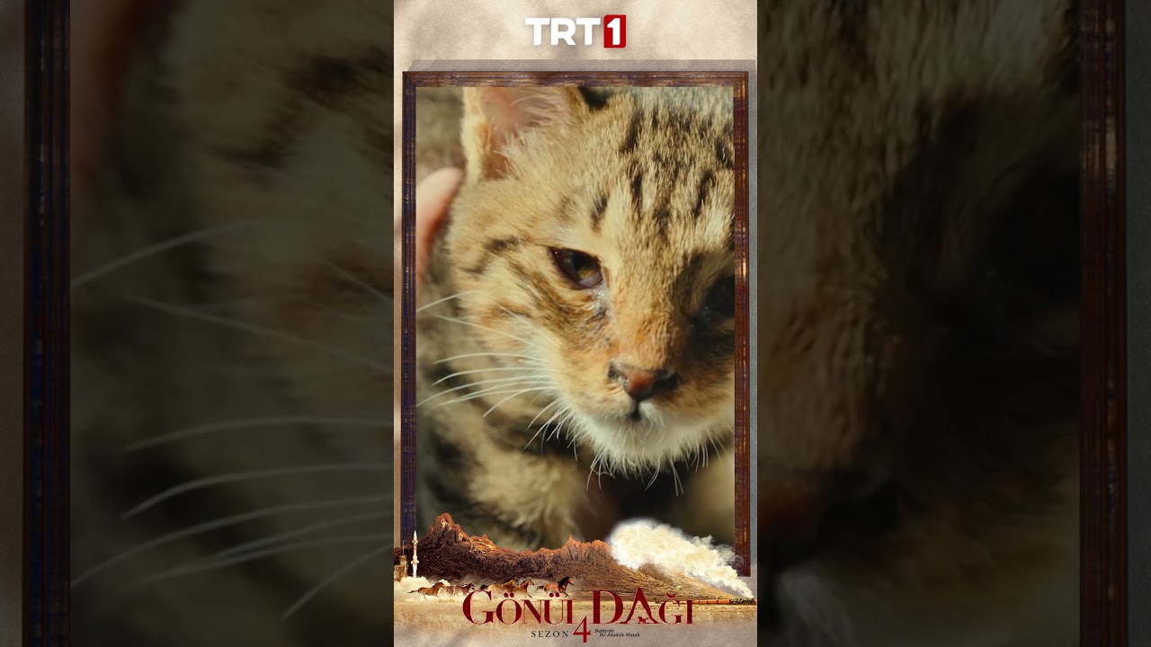 Gönül Dağı 112. Bölüm Özeti: Selma ve Taner'in aşkı kasaba tarafından öğreniliyor