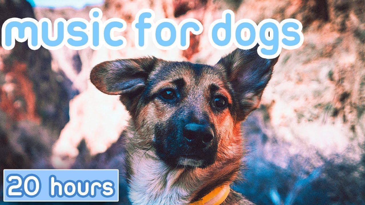 Music for Dogs: Calm Anxiety & Stress Relief 🎶
