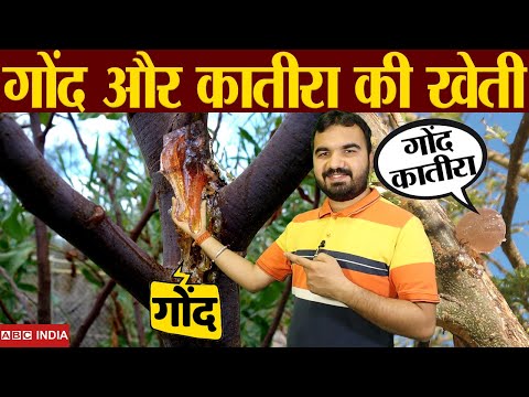 गोंद और गोंद कातीरा की खेती | Gum farming | Gond farming | Gond Katira ki kheti | gum Harvest #farm
